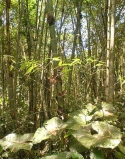 Imagen Bosque de Caña Guadua